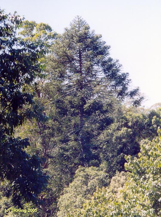 &nbsp the &nbsp enchanted &nbsp bunya &nbsp