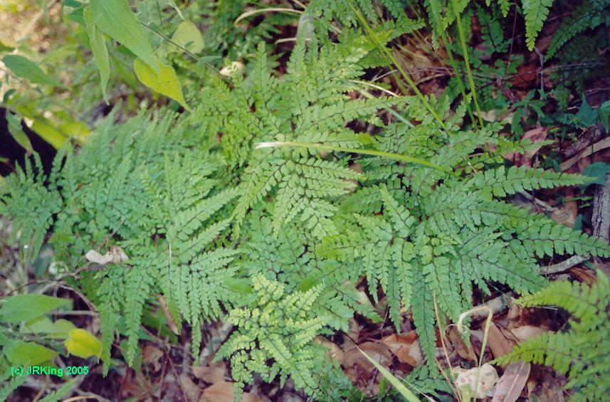 &nbsp fairy &nbsp clothing  &nbsp for the &nbsp leaf &nbsp litter &nbsp