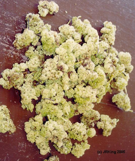 &nbsp sweet &nbsp fruit, &nbsp painful &nbsp parent &nbsp