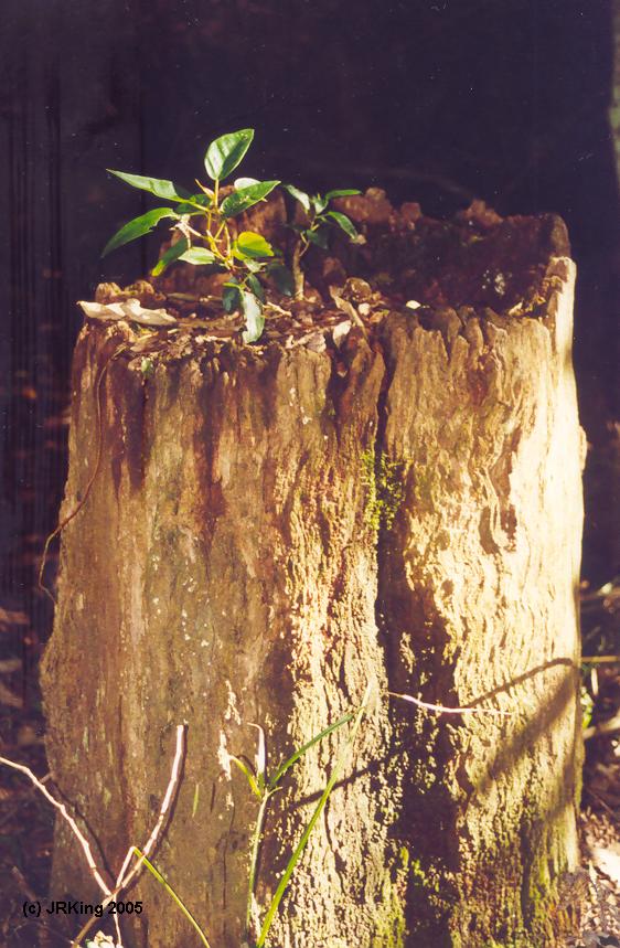 &nbsp renewing &nbsp life &nbsp