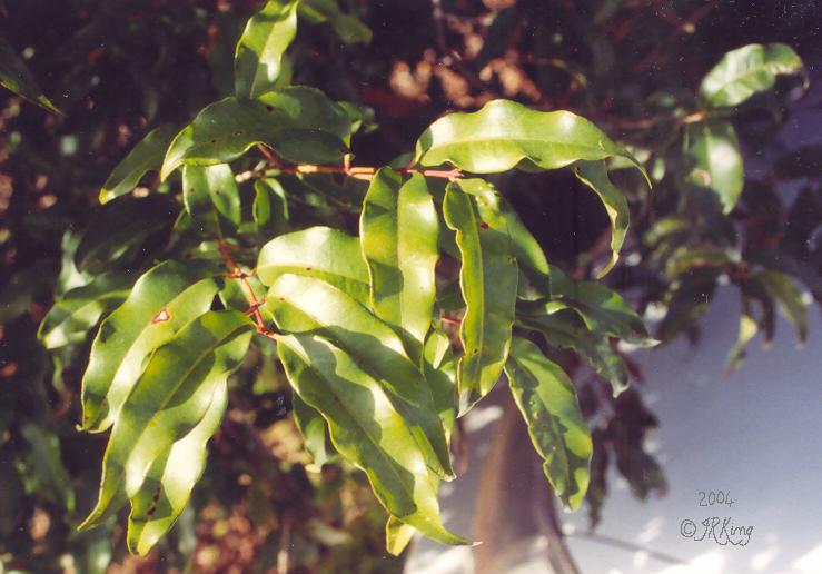   aroma   in the   sun  