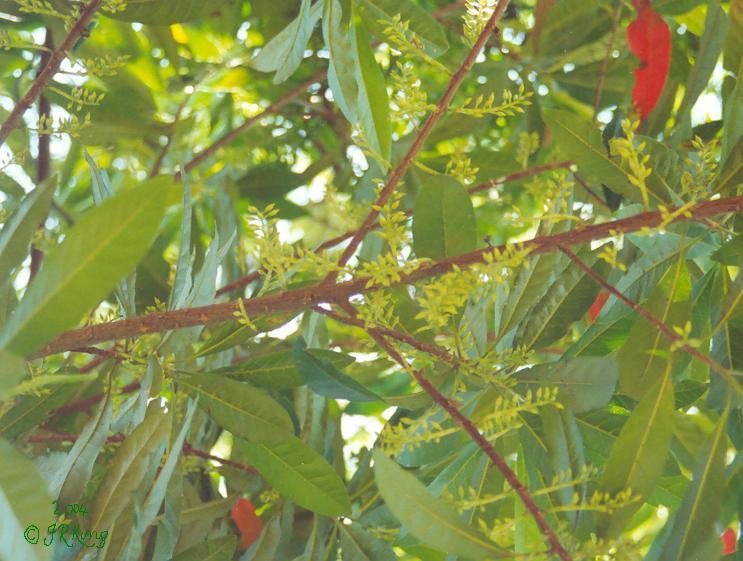   budding   abundance  