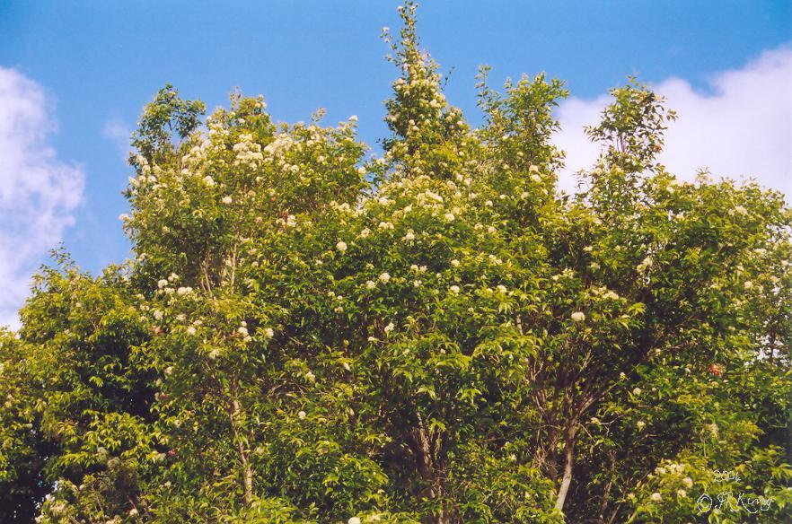   flowers   reflected   in the   clouds  