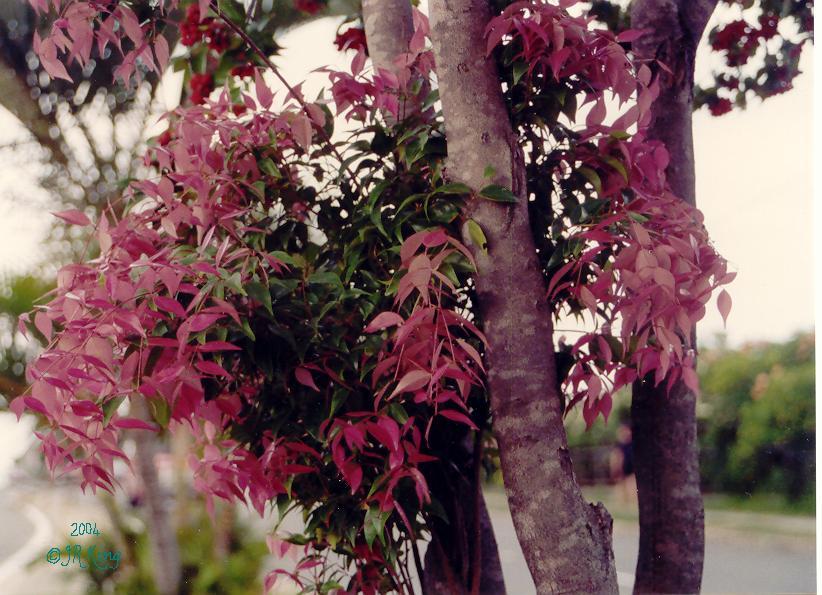   a   storm   of   new   red   leaves  