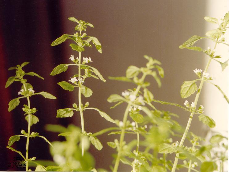   capricious   and   tender  