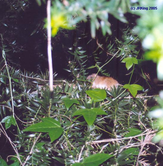&nbsp playing &nbsp in the &nbsp bunya &nbsp prickles &nbsp