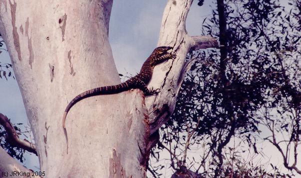   goanna  