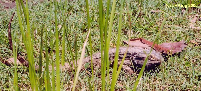   here   there   be   dragons  