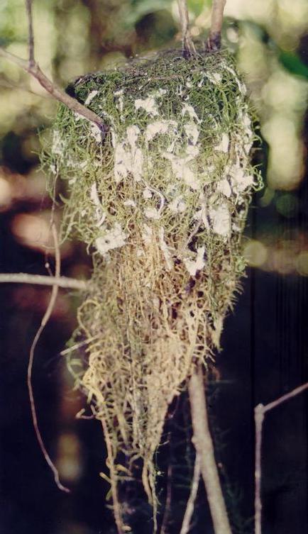   they've   flown   the   nest  