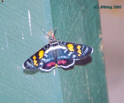   painter's    pallette  